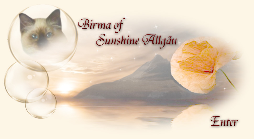Birma of Sunshine Allgäu :: ENTER