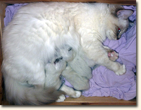 1ter Wurf von KITTY 1ter Wurf von KITTY