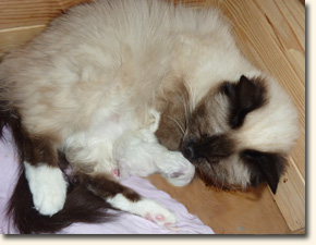 1ter Wurf von ABBY 1ter Wurf von ABBY