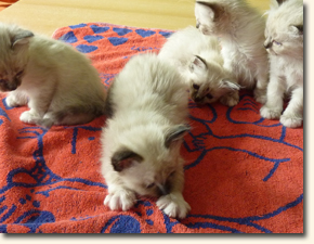 2ter Wurf von KITTY 2ter Wurf von KITTY